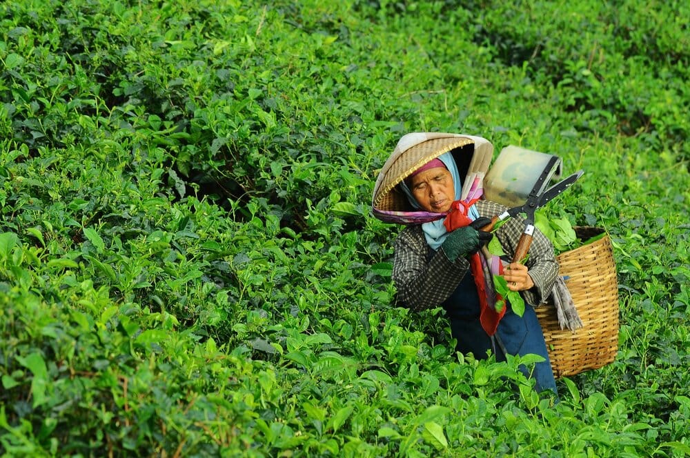 Source: Danurwendho Adyakusuma, Tea collector, Unsplash