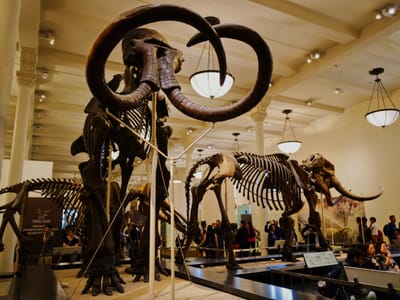 On dinosaurs, continued